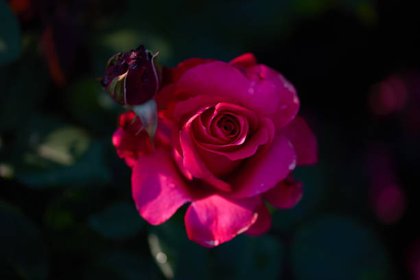 A vibrant pink rose and a budding flower capture the beauty of nature in a serene garden setting under soft afternoon sunlight.