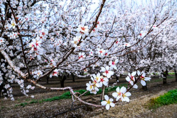 Beautiful field with purple vail of flowers in the ground, and almond tree full of white blossoms early in spring.