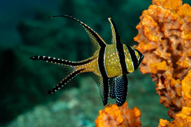 istock Banggai Cardinal Fish Pterapogon kauderni, Lembeh Strait, Indonesia 2201788134
