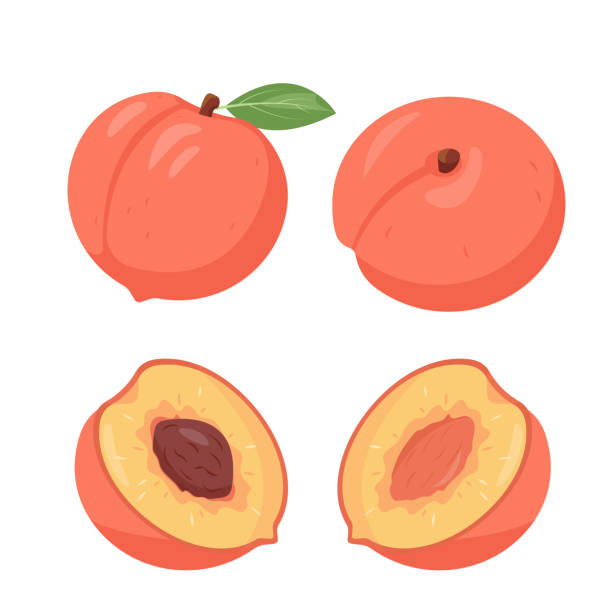Fresh peaches fruit from different sides. Whole and half peach with pit. Organic fruits for juice, smoothie or vitamin healthy food. Fresh peaches fruit from different sides. Whole and half peach with pit. Organic fruits for juice, smoothie or vitamin healthy food. Vector illustration isolated on white background. entire track stock illustrations