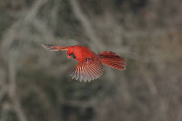 istock Cardinals in Winter 2201791646