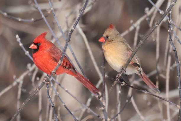 istock Cardinals in Winter 2201791654