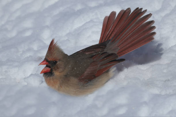 Cardinals in winter perching, flying, landing, in mated pairs and alone and fighting with Blue Jays