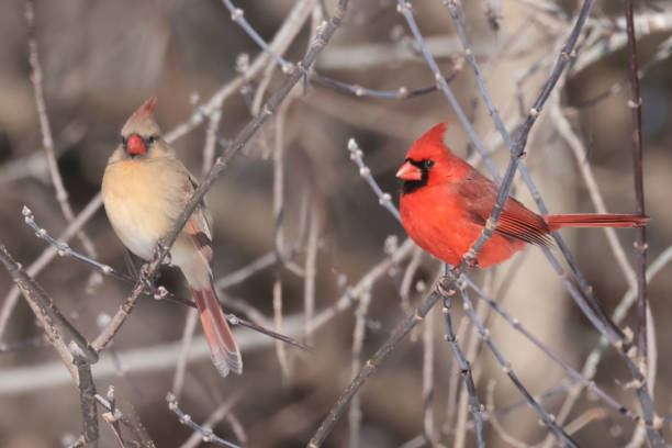 istock Cardinals in Winter 2201791661