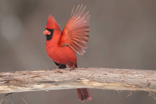istock Cardinals in Winter 2201791665
