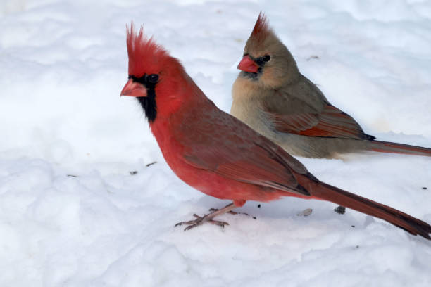 istock Cardinals in Winter 2201791676