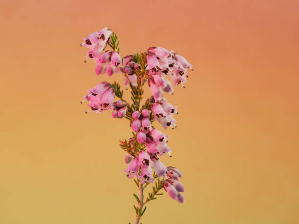 Spring flower of the heather bush, Calluna vulgaris