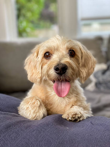 Happy Small Dog Relaxing on a Cozy Couch
