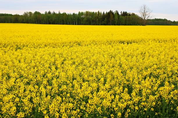 istock Endless rapeseed fields bloomed with beautiful yellow flowers on warm May days 2201794730