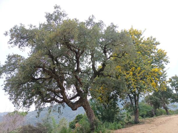 istock Trees and mimosas on the French Riviera 2201795237
