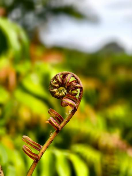 istock young kelakai plants that are still coiled 2201796096