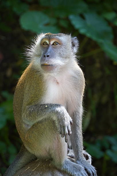 istock Long-Tailed Macaque at Batu Caves, Kuala Lumpur 2201799645
