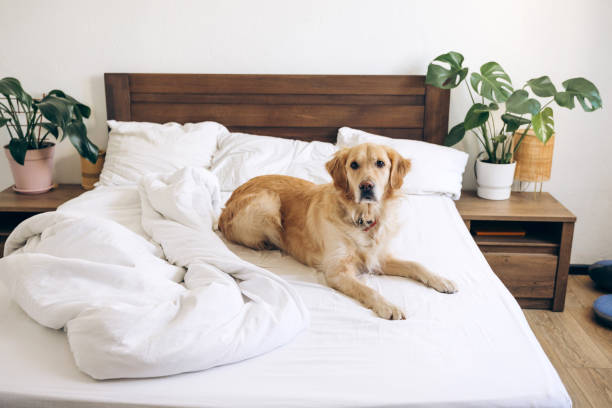 istock Golden retriever relaxing on unmade bed in modern bedroom 2201800431