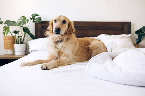 istock Golden retriever relaxing on unmade bed in modern bedroom 2201800432