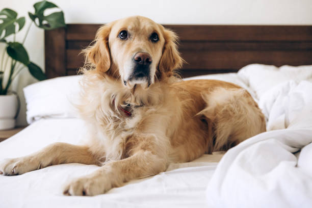 istock Golden retriever relaxing on unmade bed in modern bedroom 2201800436