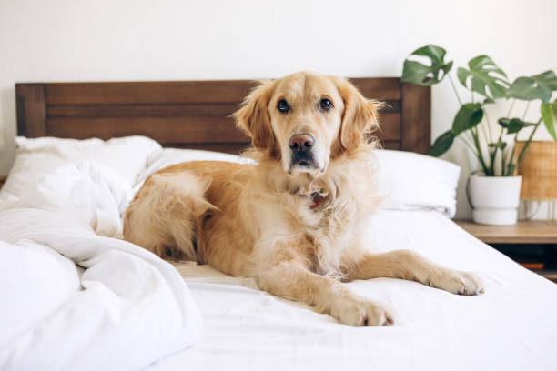 istock Golden retriever relaxing on unmade bed in modern bedroom 2201800439
