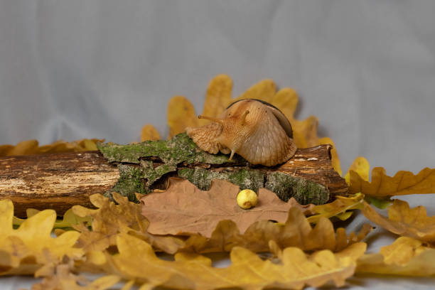 istock Large African snail in yellow leaves on gray background. 2201801790