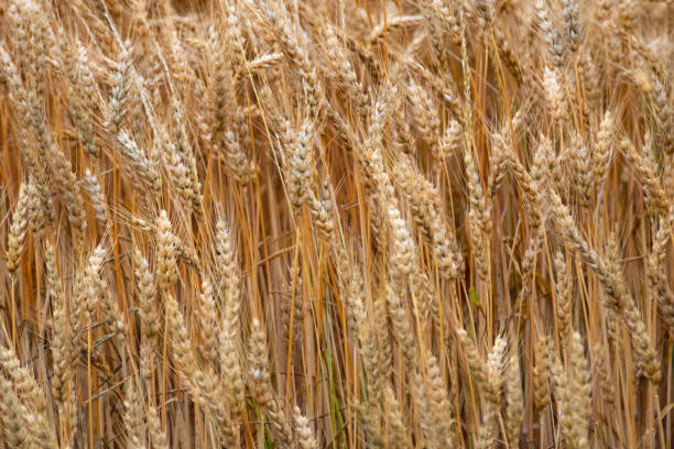 istock Wheat field ripe for harvest- Howard County, Indiana 2201801900