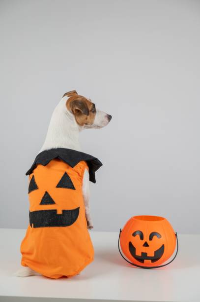istock Jack Russell Terrier dog dressed as pumpkin next to candy basket on Halloween. 2201801997