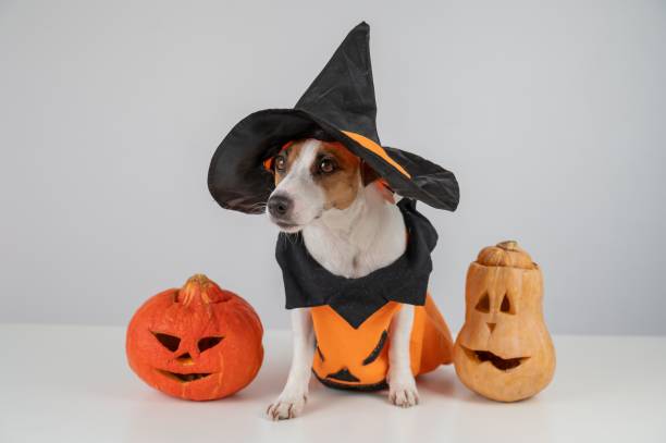 istock Jack Russell Terrier dog in pumpkin costume next to two jack o lanterns on white background. 2201802159