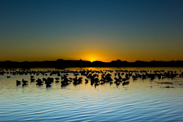 istock Bosque del Apache Wildlife Refuge: Birds at Sunrise 2201803867