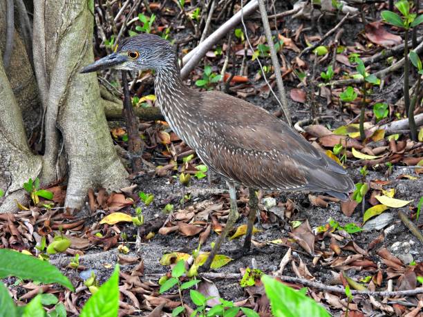 istock Yellow-Crowned Night-Heron (Nyctanassa violacea) - juvenile walking in the woods 2201804162