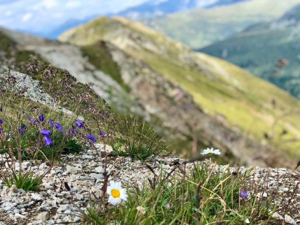 istock Mountain Flowers in Davos Switzerland 2201804244
