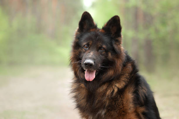fluffy German shepherd in nature. dog outdoors in the forest
