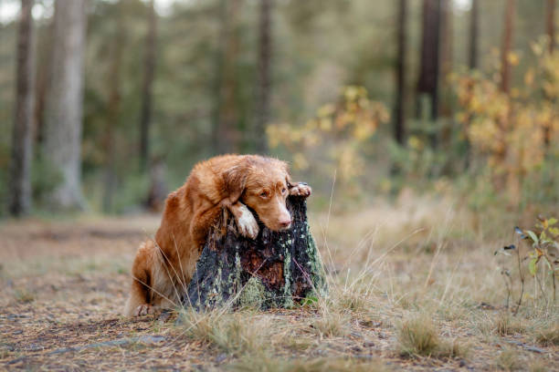 istock Nova Scotia Duck Tolling Retriever in the forest. Hike with a dog 2201805110