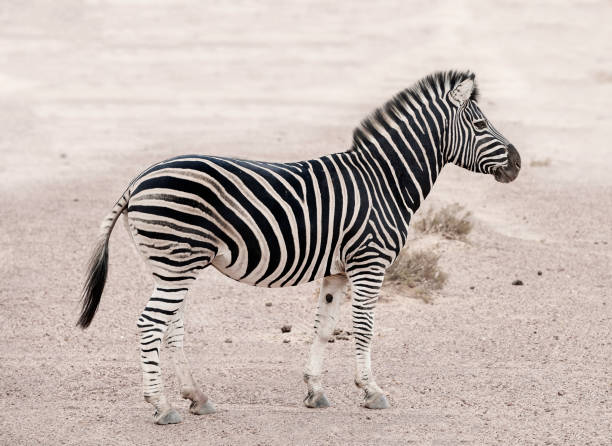 Zebra standing in yellow grass on Safari watching, Africa savannah - Etosha National Park, Namibia