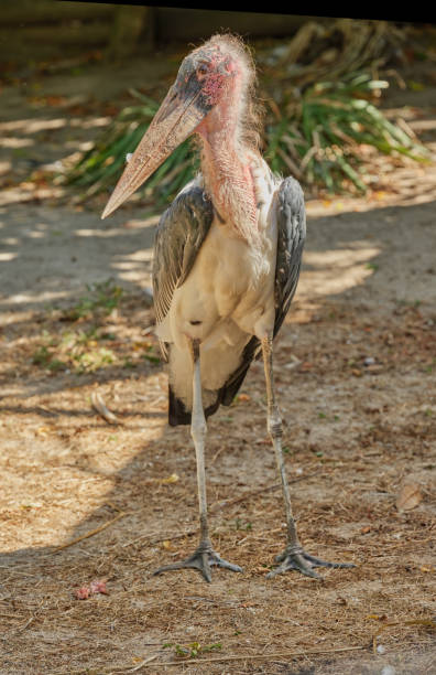 Marabou Stork - Leptoptilos crumeniferu