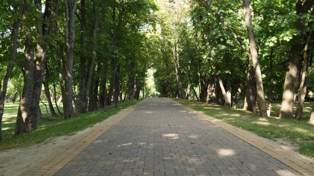 istock A Serene and Inviting Pathway Meandering Through Beautiful, Lush Green Trees and Foliage 2201806373
