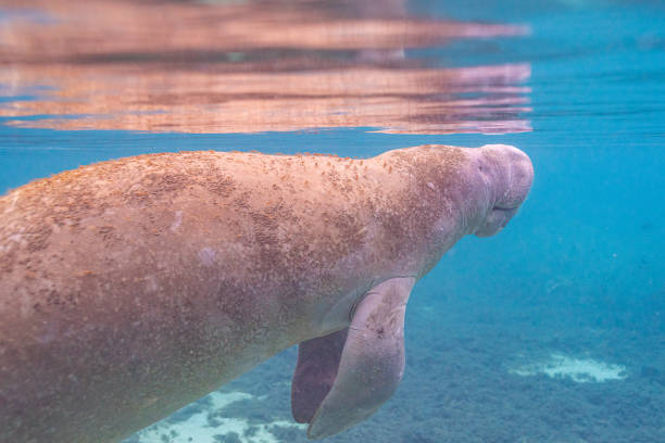 Manatee swimming near surface of calm river in clear water