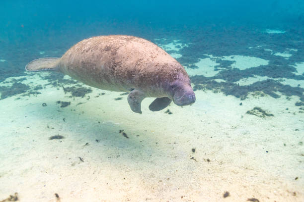 istock Manatee swimming in clear river over sand and seagrass 2201806619