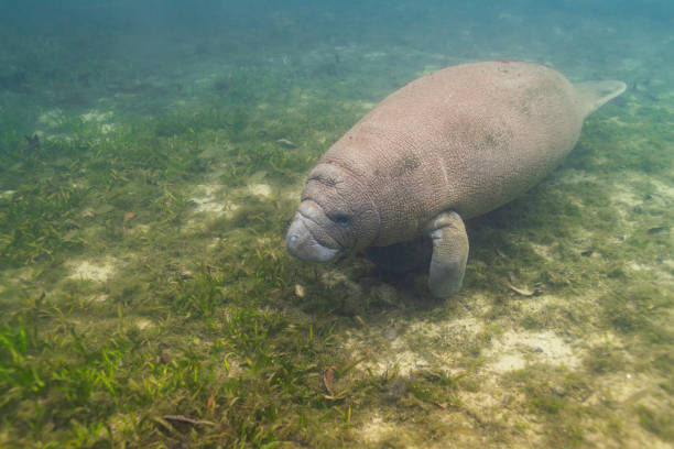 Manatee swimming along sandy bottom of river in seagrass