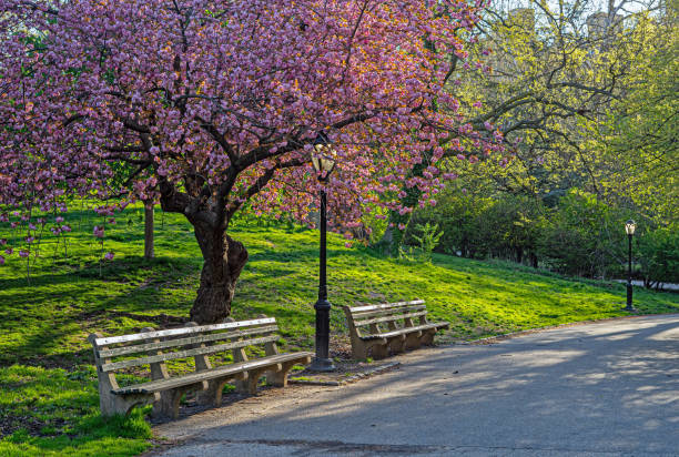 istock Central Park in spring, flowering chrry trees 2201807419