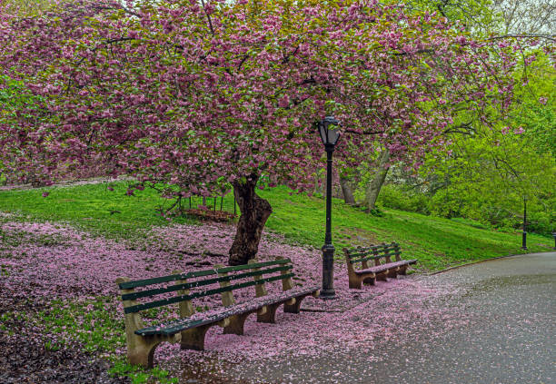 istock Central Park in spring, flowering chrry trees 2201807523