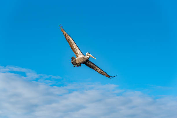 istock Brown pelican flying in blue sky 2201807568