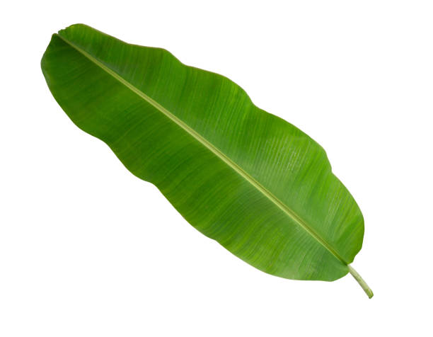 istock Banana green leaf tropical plant isolated on white background. 2201808168
