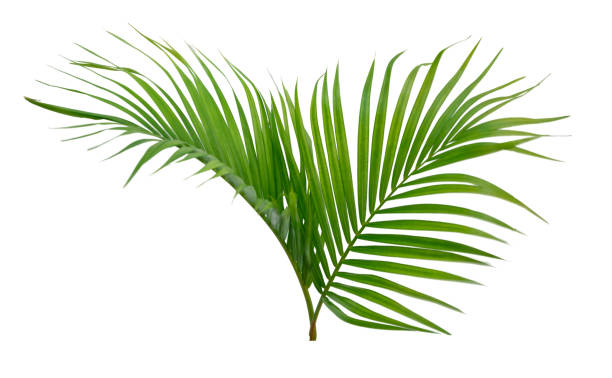 istock Palm green leaf tropical plant isolated on white background. 2201808389