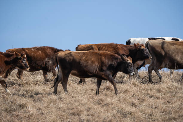 istock Dairy Cows in Pasture on Farm in Rural Pennsylvania 2201808506