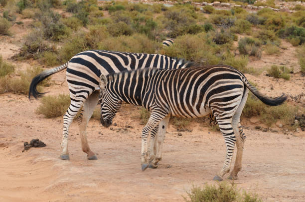 Zebras in Moremi National Park in Botswana