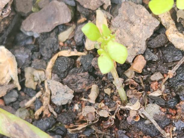 istock The artillery plant (Pilea Microphylla) is known for its shiny, dense leaves. Its soft texture and attractive appearance make it a great choice for indoor and outdoor decoration. 2201809965