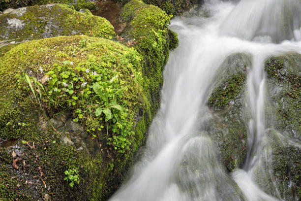 istock A stream of water flows over a mossy rock 2201813842