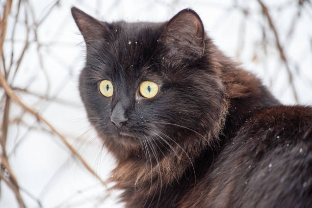 istock A black and brown cat outside in the winter under the snow. 2201813954