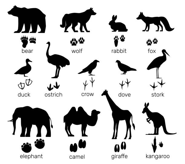 istock Animals shapes with footprints. Mammal and birds paw prints. Black silhouette steps tracks. Text inscriptions. Wildlife creatures. Ostrich or elephant trails. Vector zoo footsteps set 2201814761