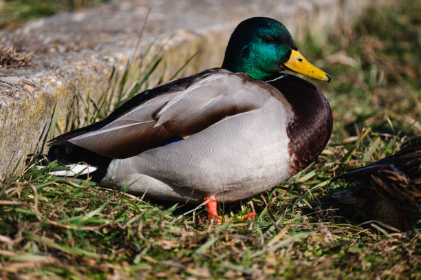 A male mallard duck with a vibrant green head and bright yellow beak standing on dry grass. The warm sunlight highlights the iridescent feathers and the duck's orange legs, creating a beautiful contrast against the natural outdoor background.
