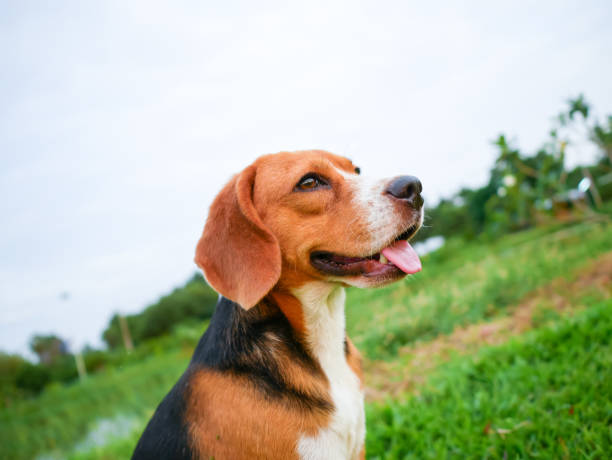 istock Happy Beagle Dog Relaxing on Green Grass in a Park Setting 2201818567