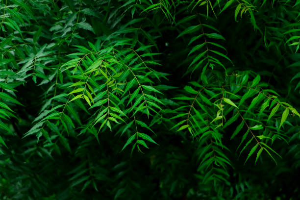 istock New top leaf of neem plant, herbal leaf 2201818619