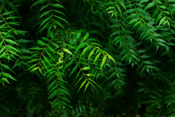 istock New top leaf of neem plant, herbal leaf 2201818636